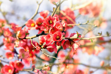 Flowers of fruit tree, beautiful flowering branch of tree