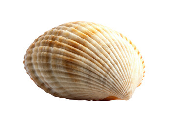 seashell isolated on white background