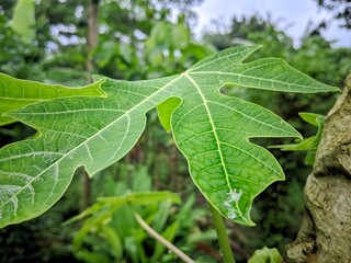 Papaya leaves are light green 