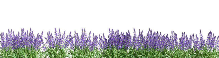 violet grass isolated on white background