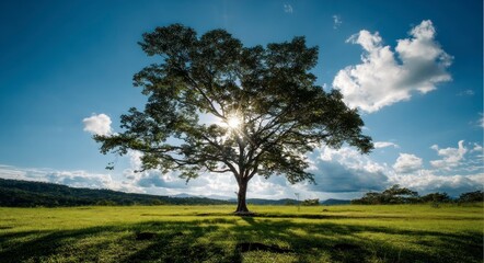 Obraz premium Lone Tree Silhouette in Sunny Meadow Landscape with Blue Sky