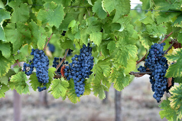 Sagrantino is a wine obtained from pure Sagrantino grapes in the Umbria area of ​​Montefalco Perugia in Italy..