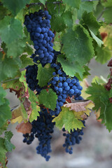 Sagrantino is a wine obtained from pure Sagrantino grapes in the Umbria area of ​​Montefalco Perugia in Italy..