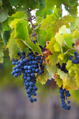 Sagrantino is a wine obtained from pure Sagrantino grapes in the Umbria area of ​​Montefalco Perugia in Italy..