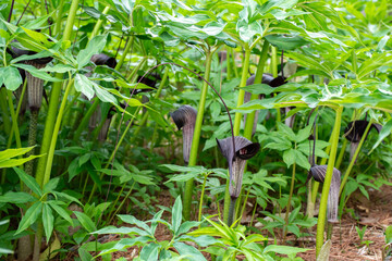 林に群生するウラシマソウ