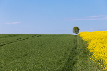 champs de blé avec un arbre