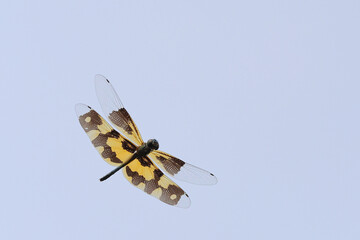 Beautiful dragonfly flying in the sky. 