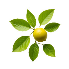 Lemon Leaves Foliage in Crisp Green – Transparent Background PNG for Botanical Use.
