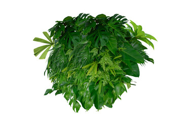 Tropical leaves of Asia isolated on transparent background .( monstera, palm, coconut leaf, fern, palm leaf,bananaleaf) PNG.(Photo)