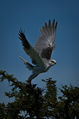 Black-winged kite takes off from leafy bush