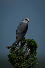 Black-winged kite in profile on leafy bush