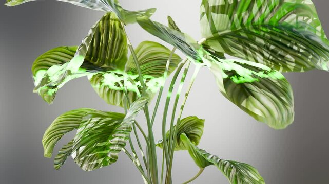 Growing plants technologies, Photosynthesis, biology of nature. Blooming plant, Calathea Leaf growth, Green Leaves, Chloroplasts and Chlorophyll, alpha channel, 3d render