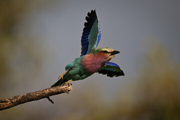 Lilac-breasted roller takes off from dry twig