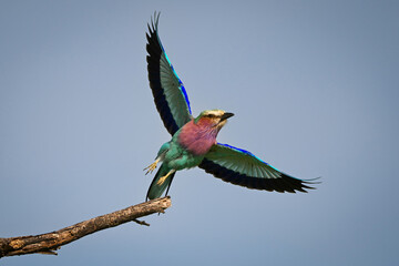 Lilac-breasted roller taking off from forked twig
