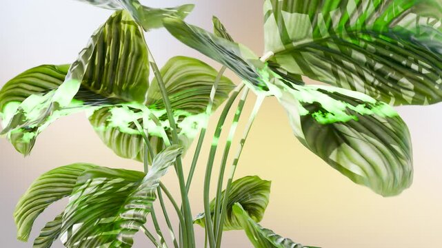Growing plants technologies, Photosynthesis, biology of nature. Blooming plant, Calathea Leaf growth, Green Leaves, Chloroplasts and Chlorophyll, 3d render