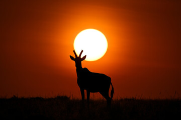 Topi stands on horizon silhouetted under sun