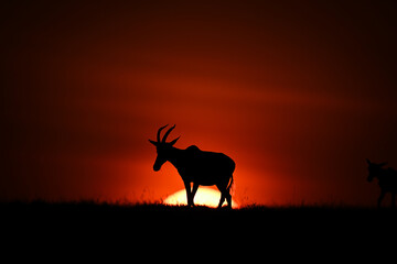 Topi walks along horizon silhouetted at dawn