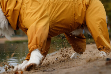 young and funny australian shepherd dog in a yellow jumpsuit runs and plays with tennis balls on the sand river beach in autumn park