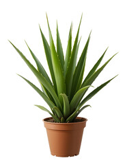 Realistic Yucca Plant with Pot &ndash; Cut Out and Isolated on Transparent Background