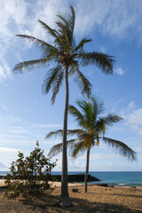 palm trees on the beach