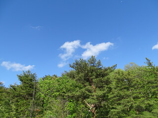 青空と初夏の森