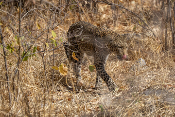 leopard looking for prey in African savanna botswana  (Panthera pardus)