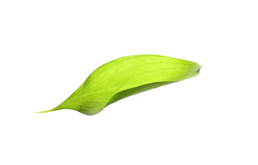 One fresh green Ruscus leaf isolated on white