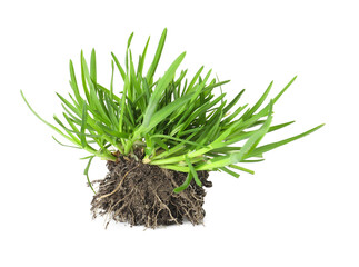 Beautiful fresh green grass with soil isolated on white
