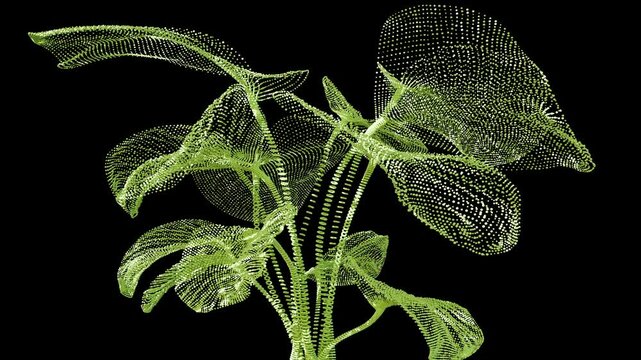 Growing plants technologies, Photosynthesis, biology of nature. Blooming plant, Calathea Leaf growth, Green Leaves, Chloroplasts and Chlorophyll, alpha channel, 3d render