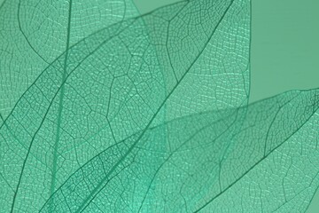 Beautiful skeleton leaves on light green background, macro view
