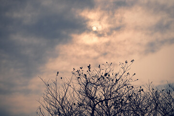 sunset in the steppe