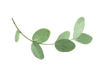 Eucalyptus branch with fresh leaves isolated on white