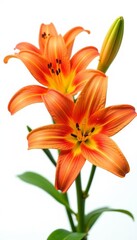Fototapeta premium Close-up of vibrant lily flowers isolated on pure white background, petals, garden, beauty