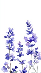 Obraz premium Watercolor Lavender Illustration on White Background Delicate Floral Design for Spring and Summer Themes Botanical Art with Soft Purple and Blue Hues