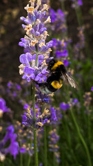 A bumblebee pollinating lavender flowers in a summer garden