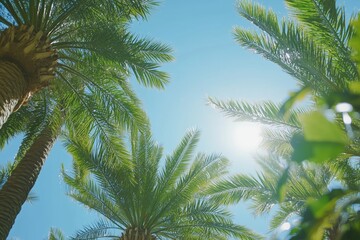 Low angle shot of palm trees against blue sky. Sunny day in Los Angeles. Vacation in California. Tropical plants against clear skies, sunshine. Vintage style, relaxing holiday.