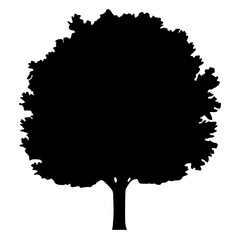 Black silhouette of a deciduous tree with rounded crown and branches