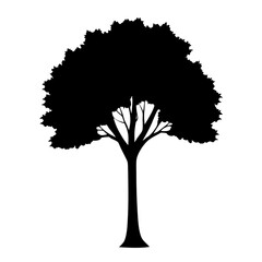 Silhouette of a mature tree with dense canopy and visible branches
