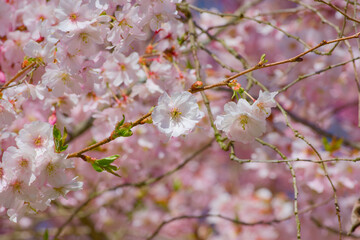 Hally Jolifette cherry flower on a tree twig close-up