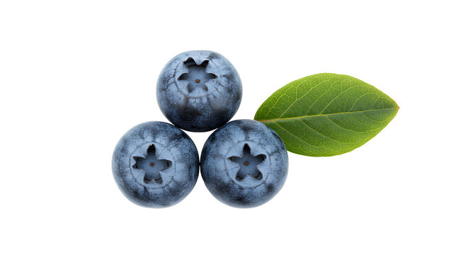 blueberry png. blueberries fruit top view flat lay isolated. fresh and organic blueberry fruit png. Fresh blueberries PNG for healthy food designs. vegan vegetarian blueberry isolated