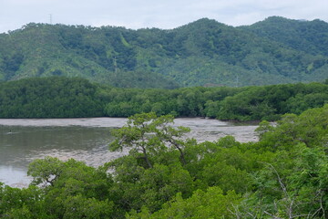 Fototapeta premium Scenic landscape view of mangrove and dense forest tree environment of Timor-Leste, Southeast Asia