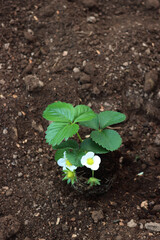 Strawberry plants  with flowers and unripe green fruits in the vegetable garden on late springtime