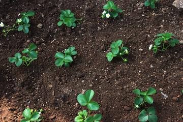 Strawberry plants  with flowers and unripe green fruits in the vegetable garden on late springtime