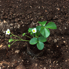 Strawberry plants  with flowers and unripe green fruits in the vegetable garden on late springtime