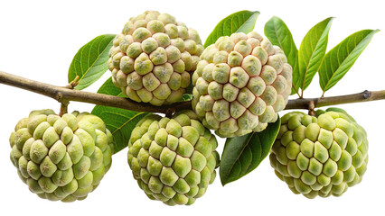 Fototapeta premium Closeup of a Branch of Sugar Apples with Lush Green Leaves Isolated on Trensprent Background png