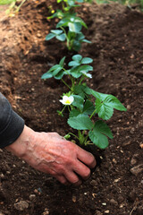 Detail of female hands transplanting strawberry plants in the vegetable garden on late springtime