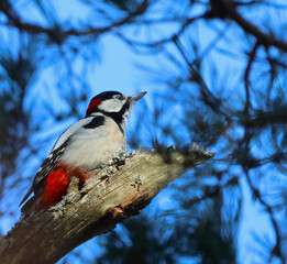 The great spotted woodpecker sits on a dry tree branch and looks up at the sky.