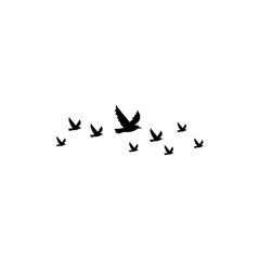 birds in flight