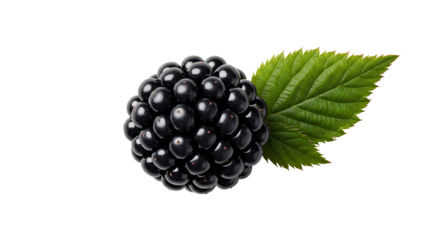 blackberry png. blackberries fruit isolated. fresh and organic blackberry fruit png. Fresh blackberries PNG for healthy food designs. vegan vegetarian blackberry isolated