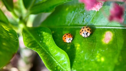 Pair of ladybugs on green leaf, love and nature concept macro